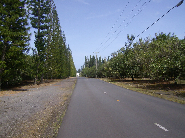 Drivng to Mauna Loa Macadamia Nut Factory